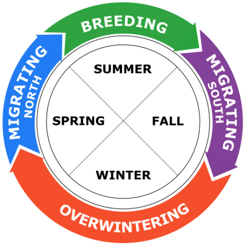 Full Cycle of Bird Migration