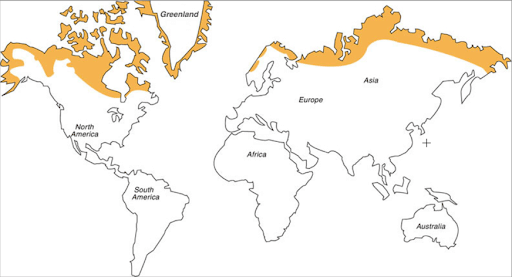 Distribution of Tundra Biome