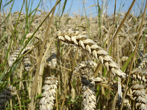 Wheat - An Important Monocot