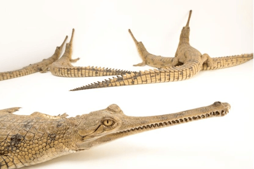 Gharial