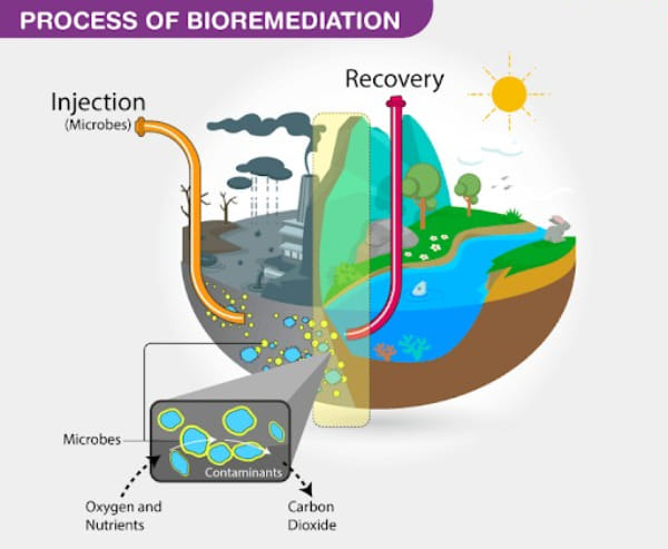 Process of Bioremediation
