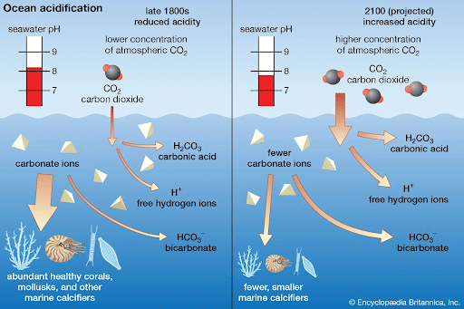 Ocean Acidification