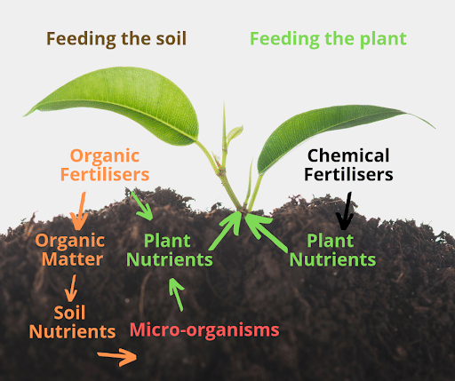 Organic Vs Inorganic Fertilizers