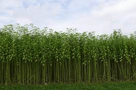 Jute