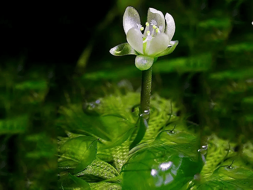 Flower of an Aldrovanda