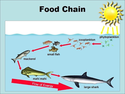 Food Chain in Marine Ecosystem