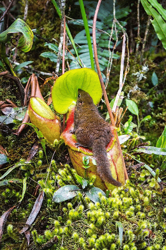 Tree Shrews and Nepenthes