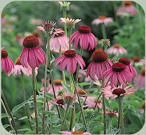 Perennial Purple Coneflower