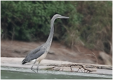 White-Bellied Heron