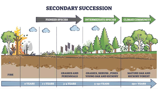 Secondary Succession