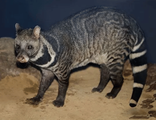 Malabar Civet