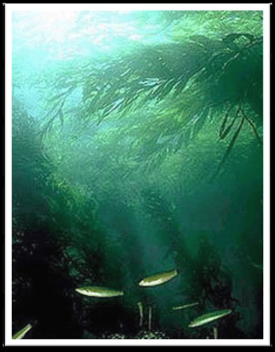 Kelp Forests
