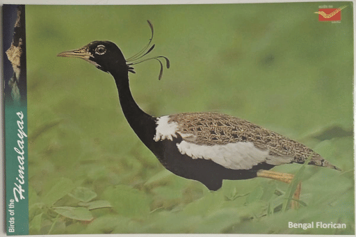 Florican