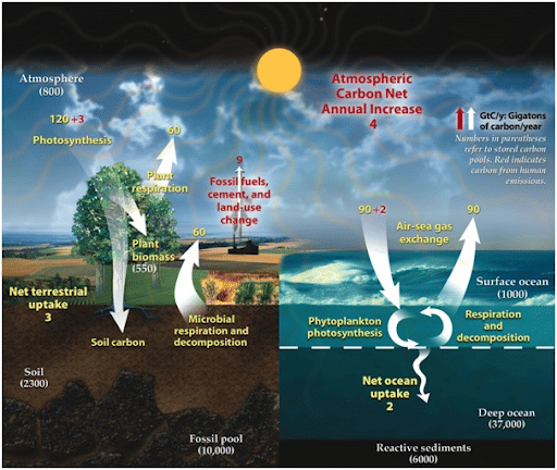 Carbon Cycle