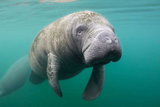 Manatees