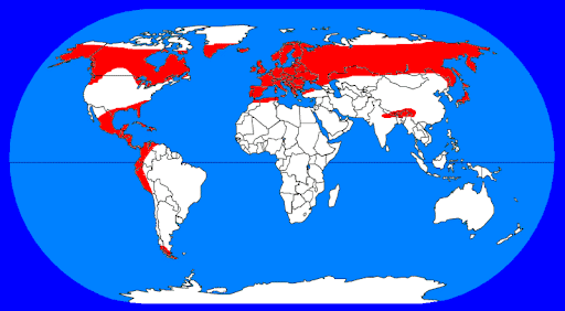 Global Distribution of Butterworts