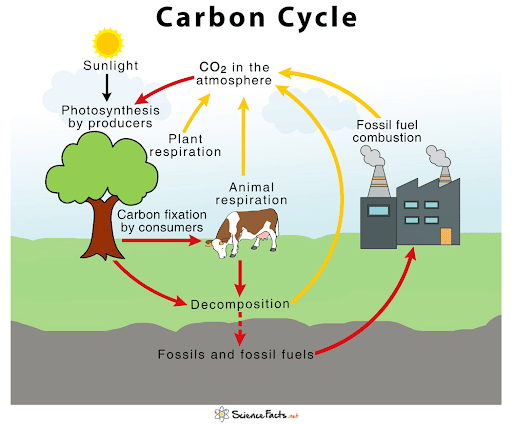 Carbon Cycle