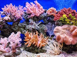 Coral Reefs