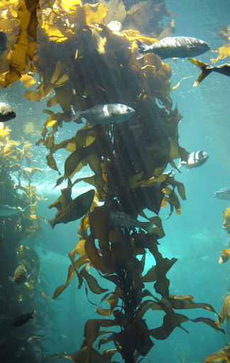 Kelp- An example of Foundation Species