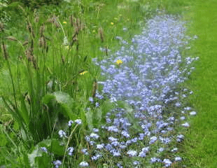 Biennial Flower - Forget Me Not