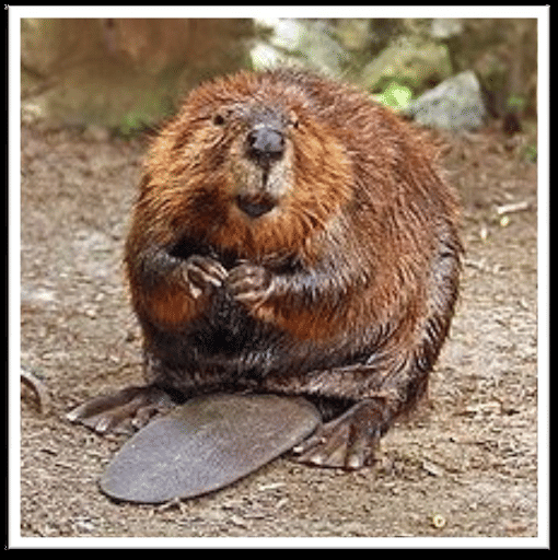 Beaver