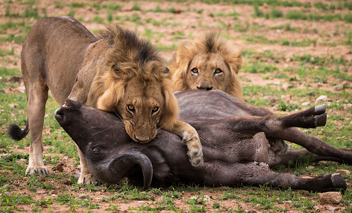 Predation