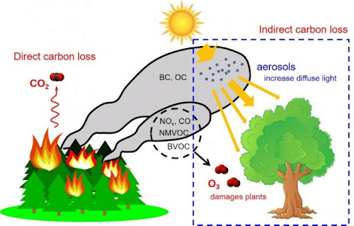 Forest Fire