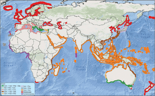 Global Distribution of Sea-Grass