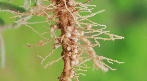 Root Nodules