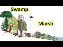 Swamps and Marsh