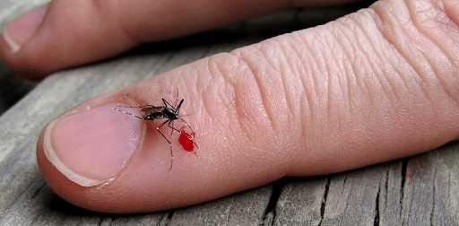 Parasitism
