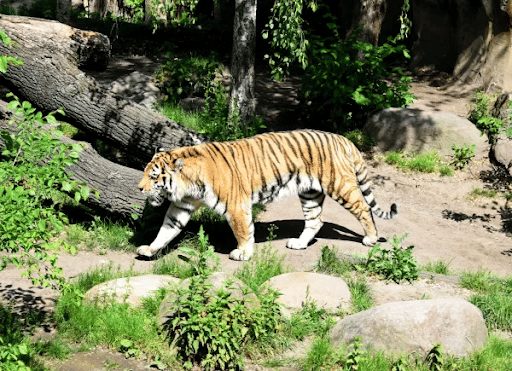 Siberian Tiger