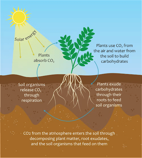 Soil Carbon Cycle