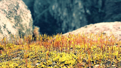 Biological weathering through chemicals released by plants