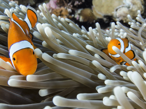 Mutualistic Relationship Between a Sea Anemone and a Clownfish