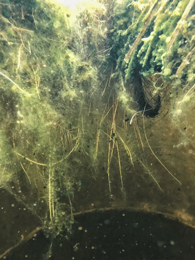 Biofilm