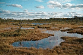 Bogs