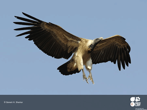 Indian Vulture