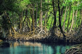 Mangroves