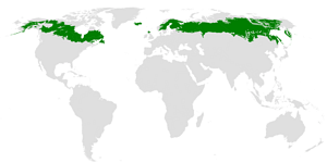 Taiga Climate