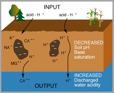 Impact of Acid Rain on Soil