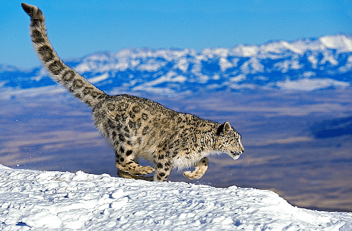 Vulnerable Snow Leopard