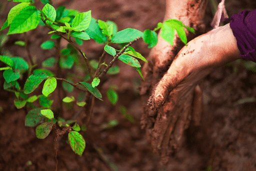 Reforestation as a part of Carbon Offset