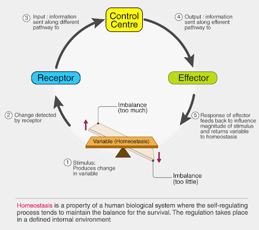 Homeostasis Regulation