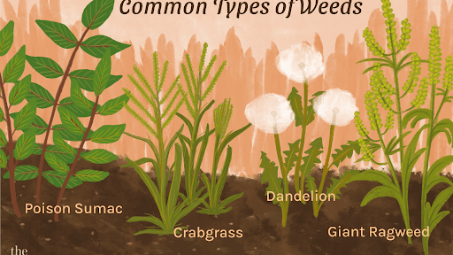 Most Common Weeds