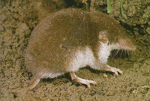 Andaman White-toothed Shrew