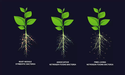 Types of Nitrogen Fixing Bacteria