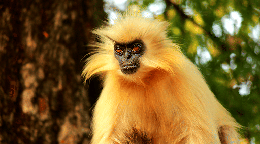 Endemic Golden Langur
