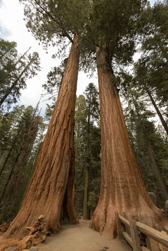 Gigantic Redwood