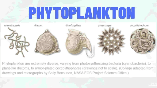 Phytoplanktons